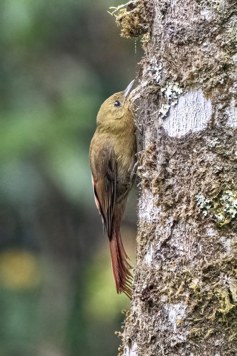 Olivaceous Woodcreeper - ML642563544