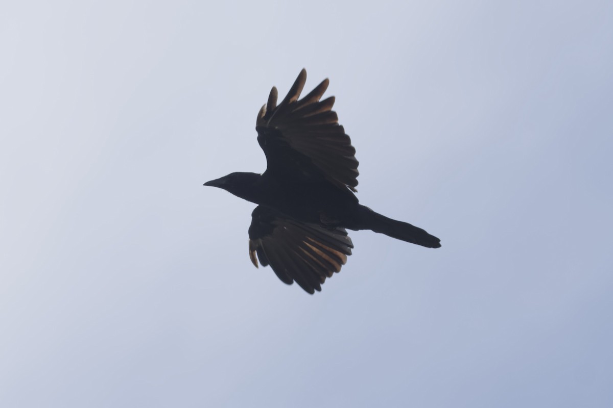Fish Crow - ML642563566
