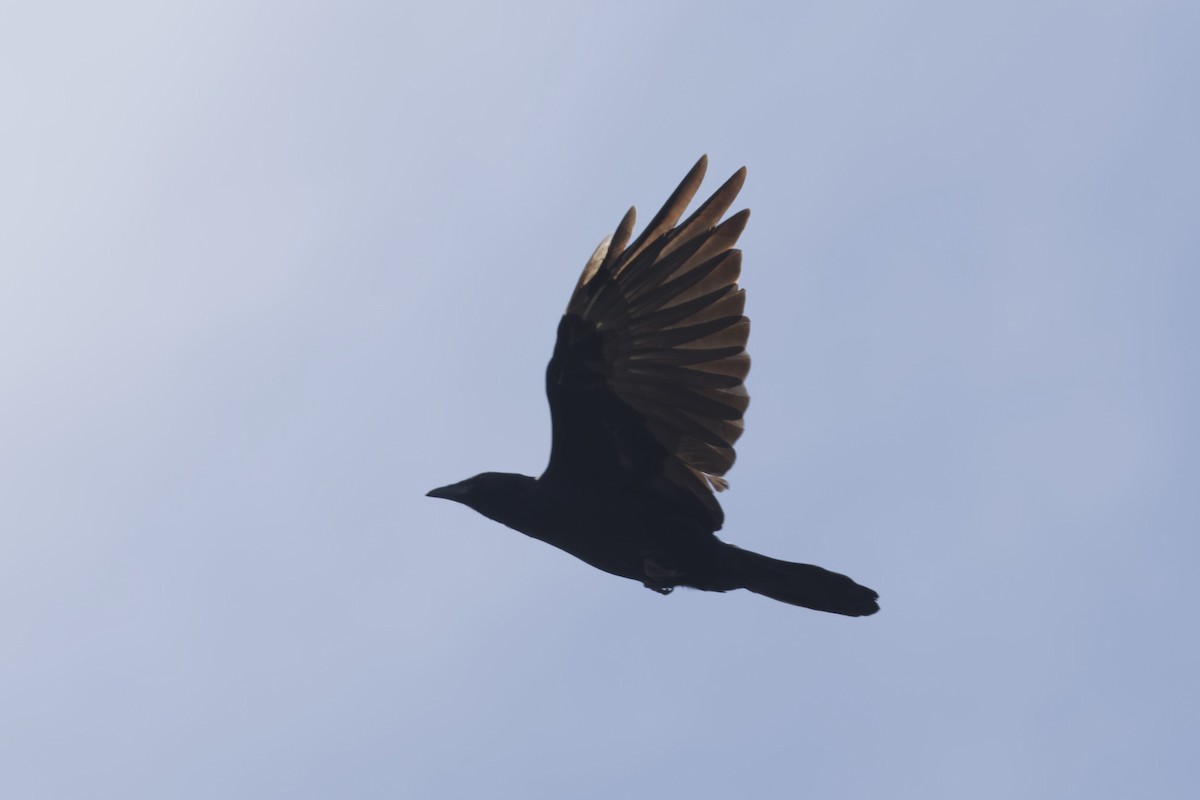 Fish Crow - ML642563567