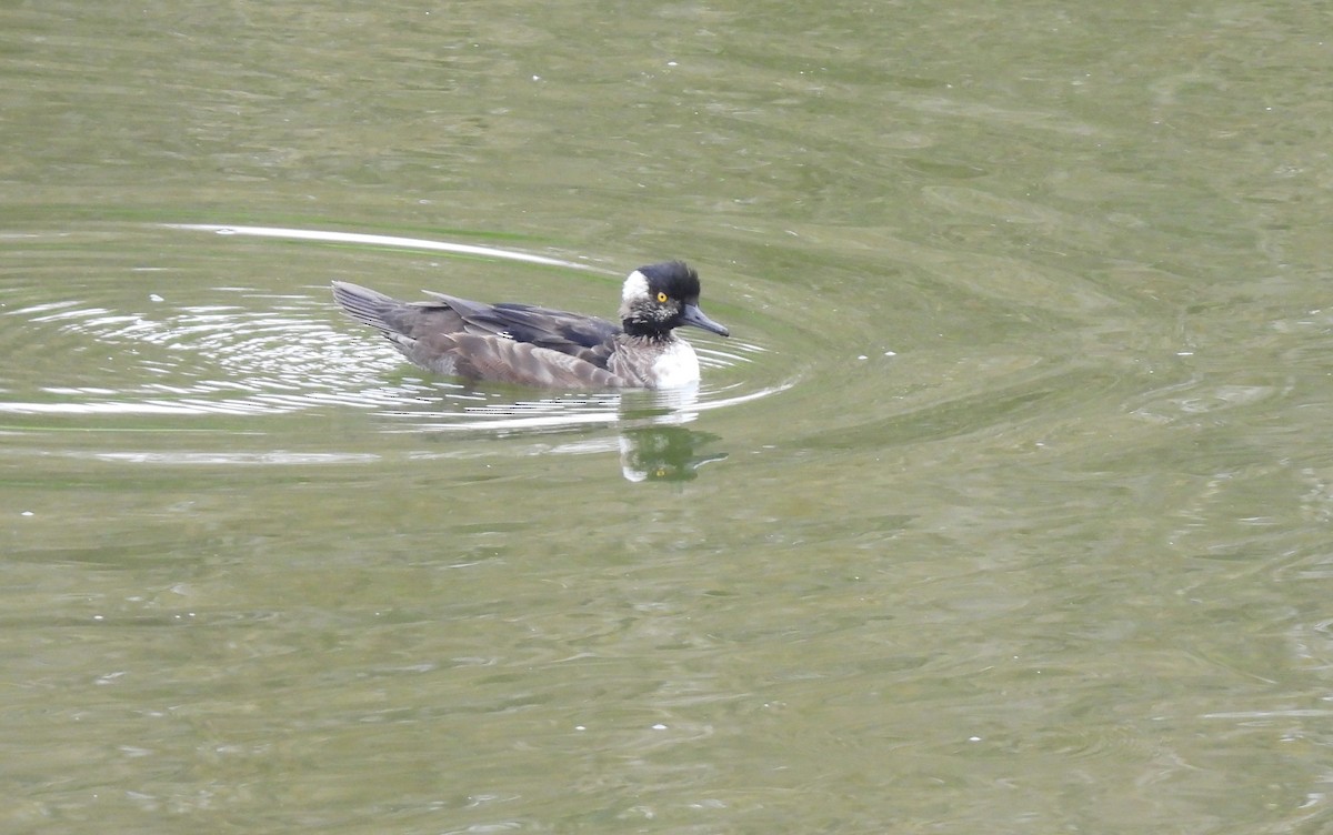 Hooded Merganser - ML642563590