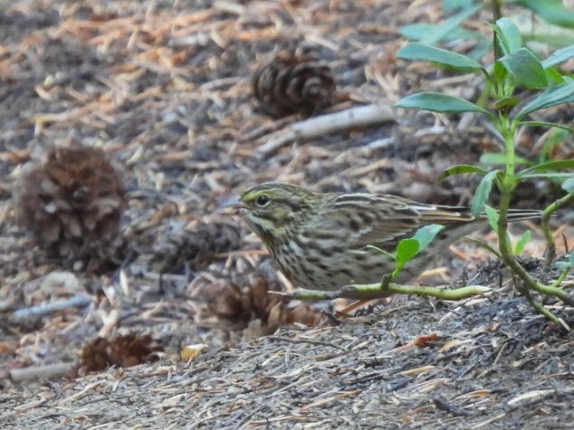 Savannah Sparrow - ML642563597