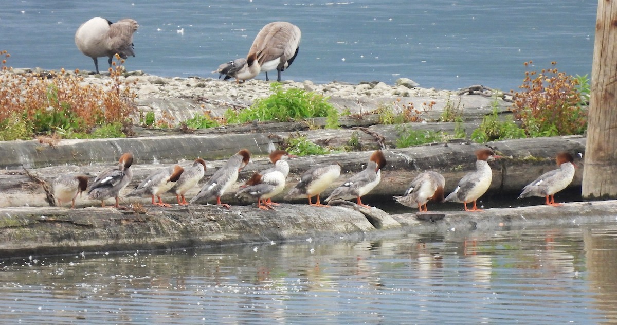 Common Merganser - ML642563600