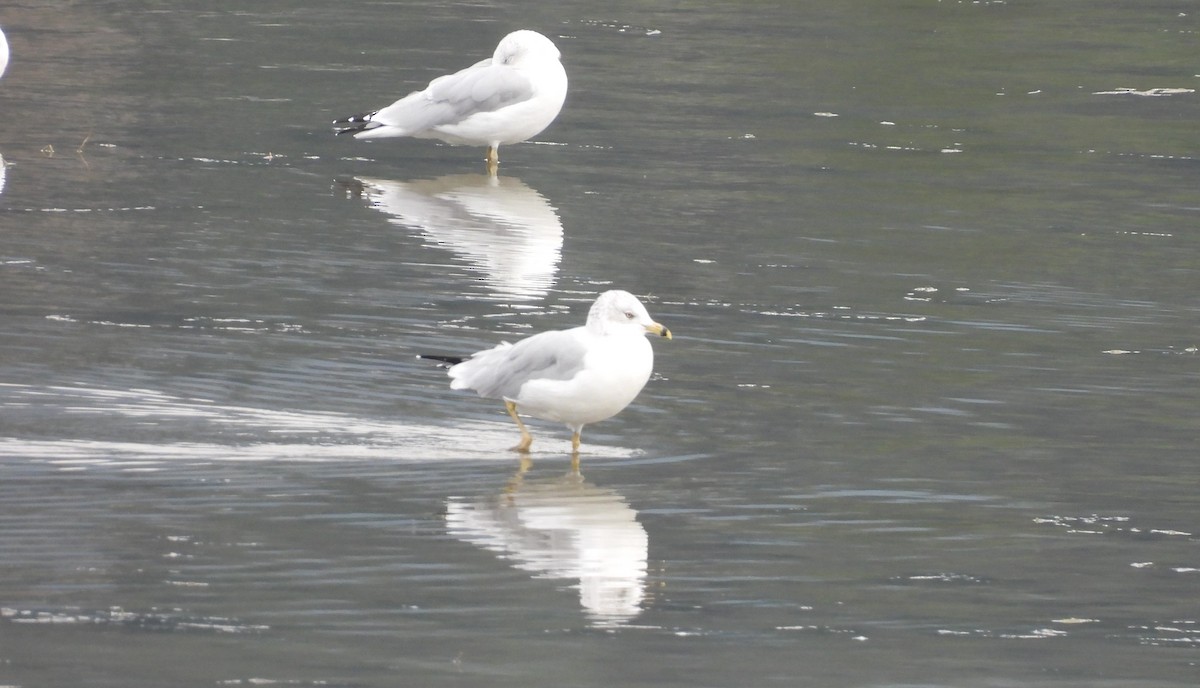 Ring-billed Gull - ML642563621