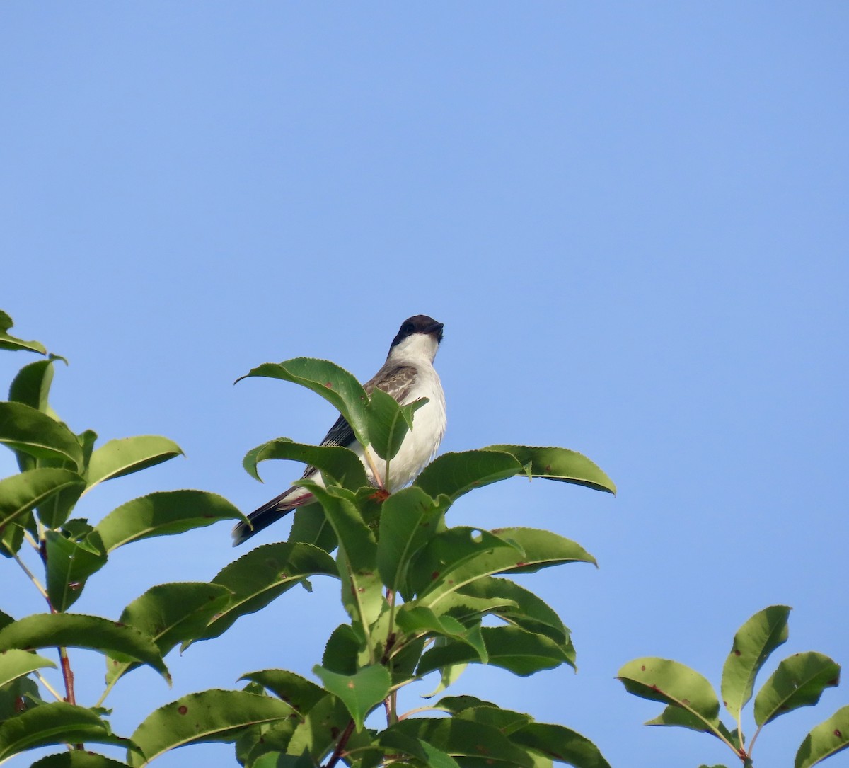 Eastern Kingbird - ML642563628