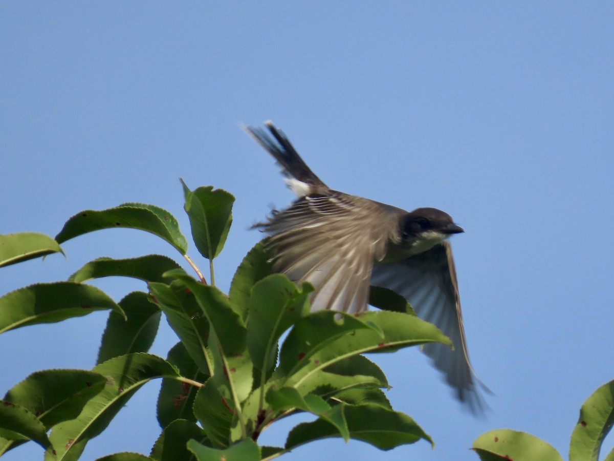 Eastern Kingbird - ML642563629
