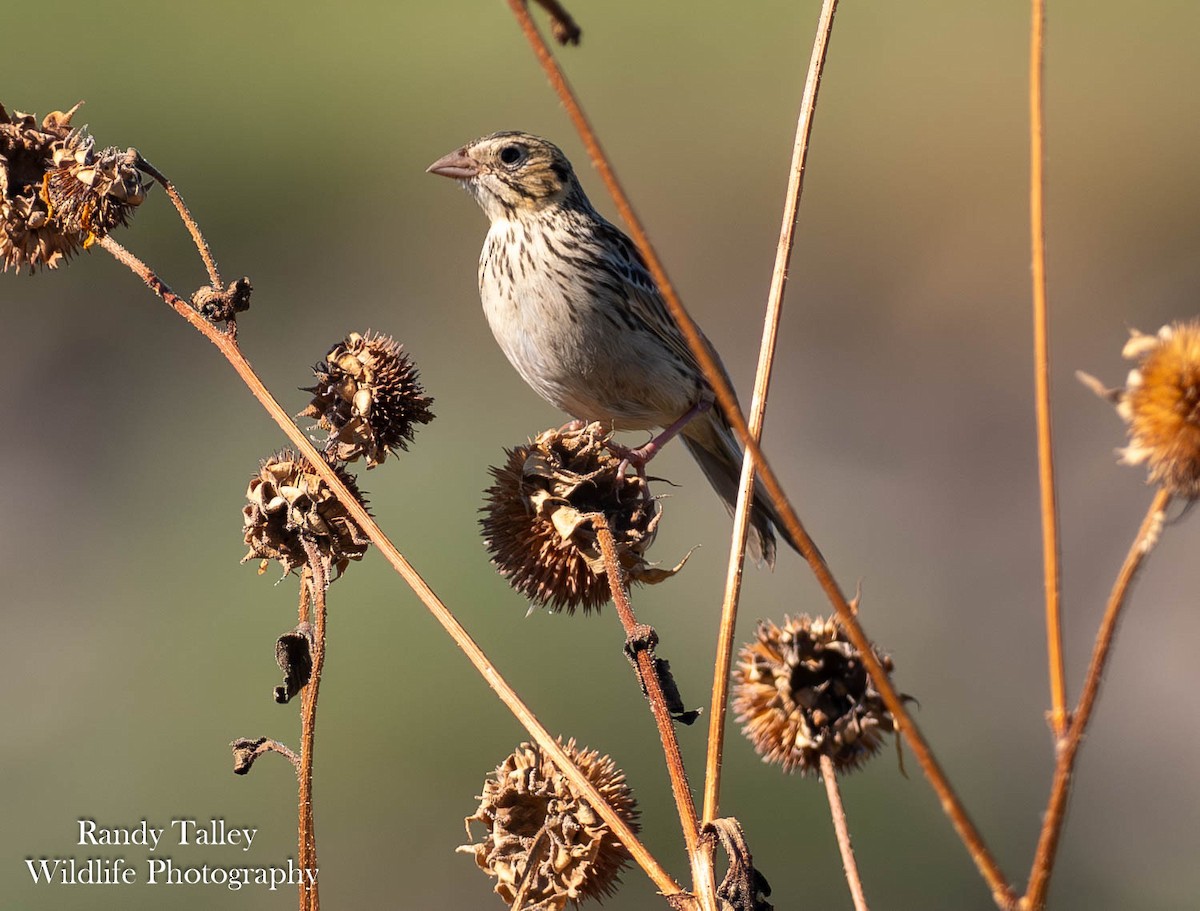 Baird's Sparrow - ML642563633