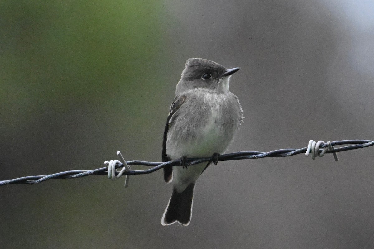 Western Wood-Pewee - ML642563636