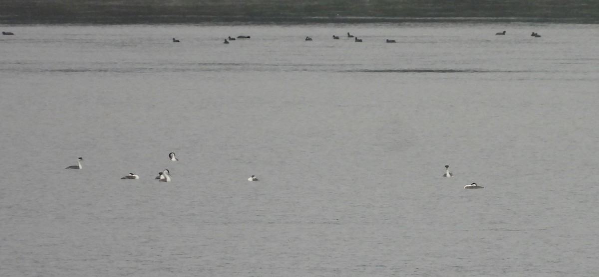 Western Grebe - ML642563639