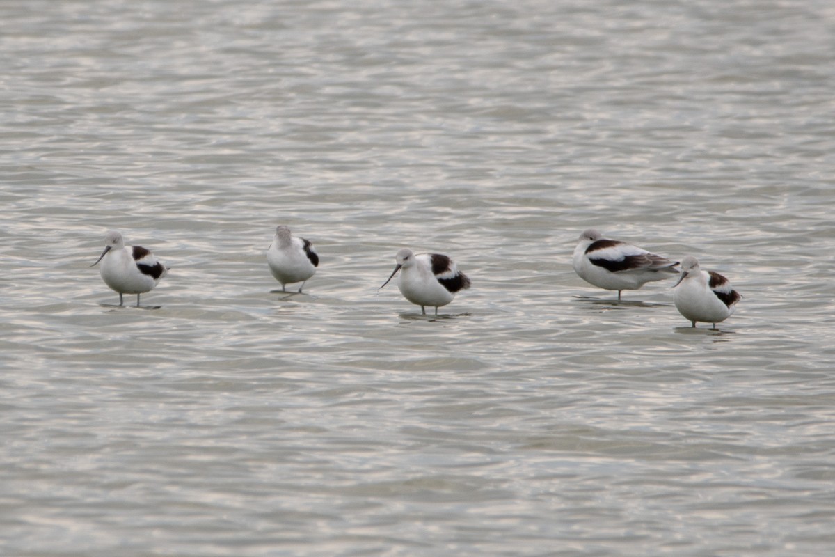 American Avocet - ML642563650