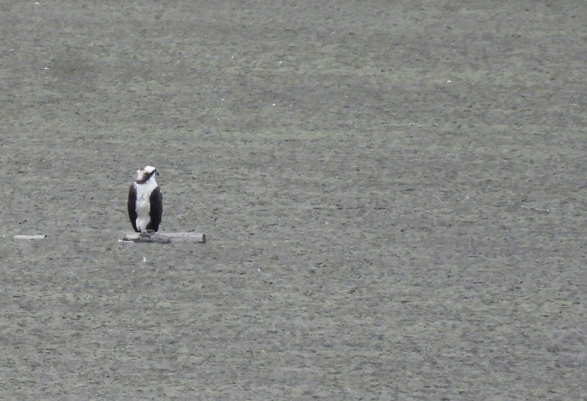 Osprey - ML642563651