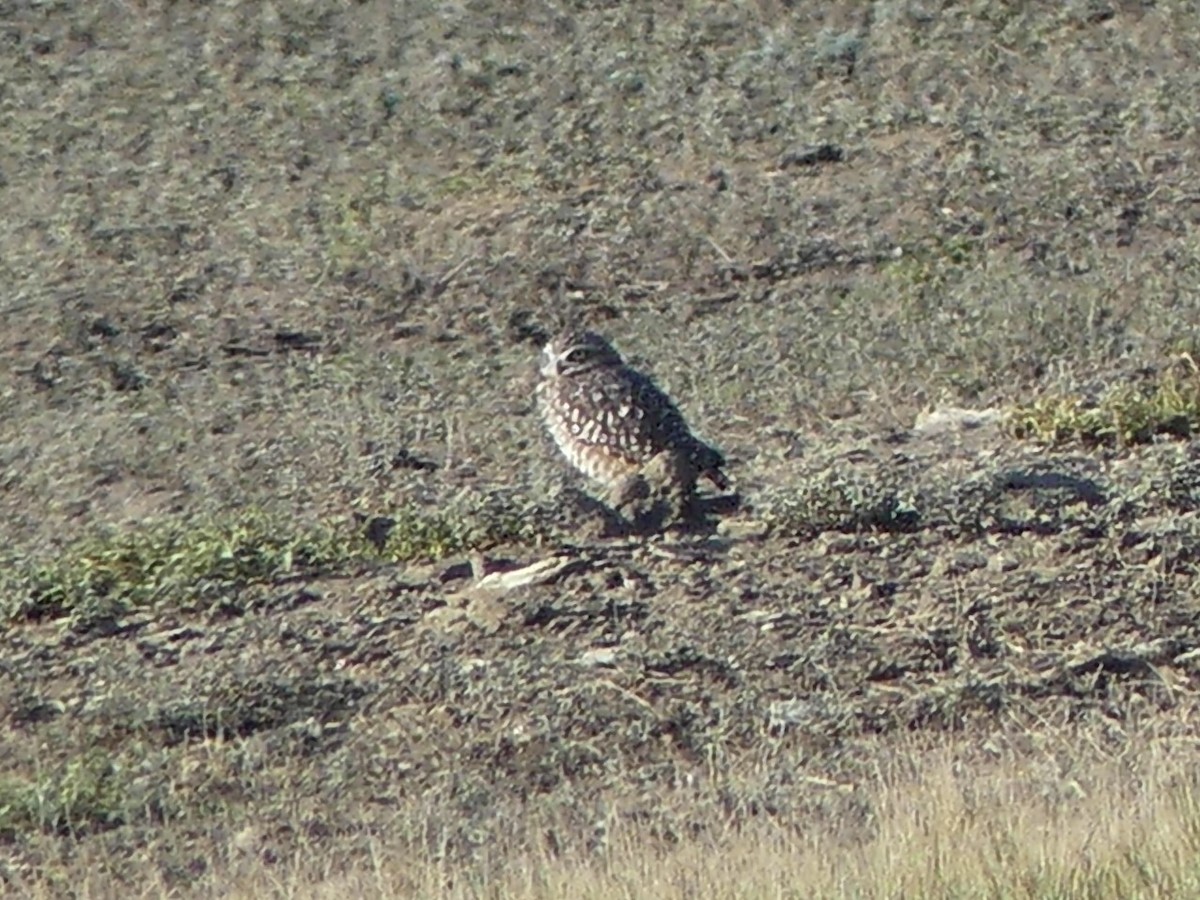 Burrowing Owl - ML642563652