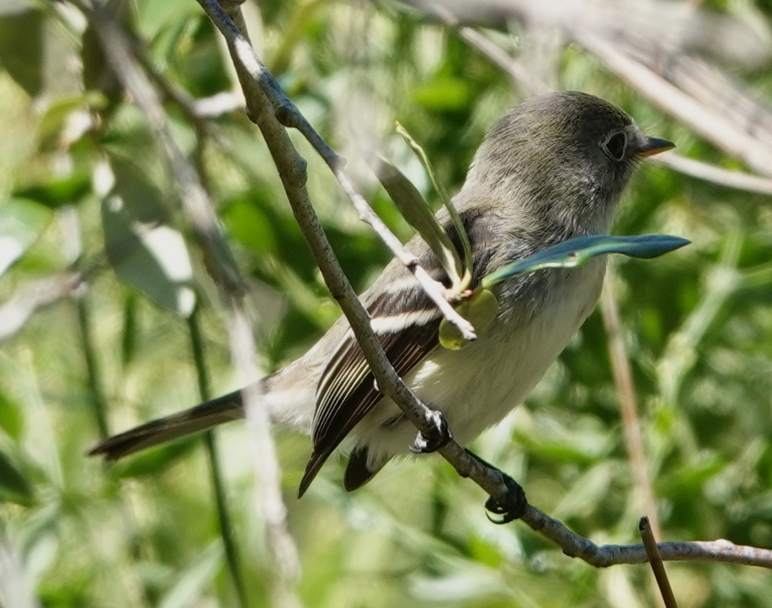 Least Flycatcher - ML642563657