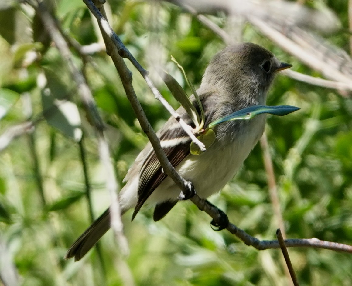 Least Flycatcher - ML642563667