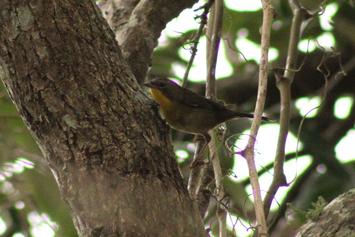 Common Yellowthroat - ML642563672
