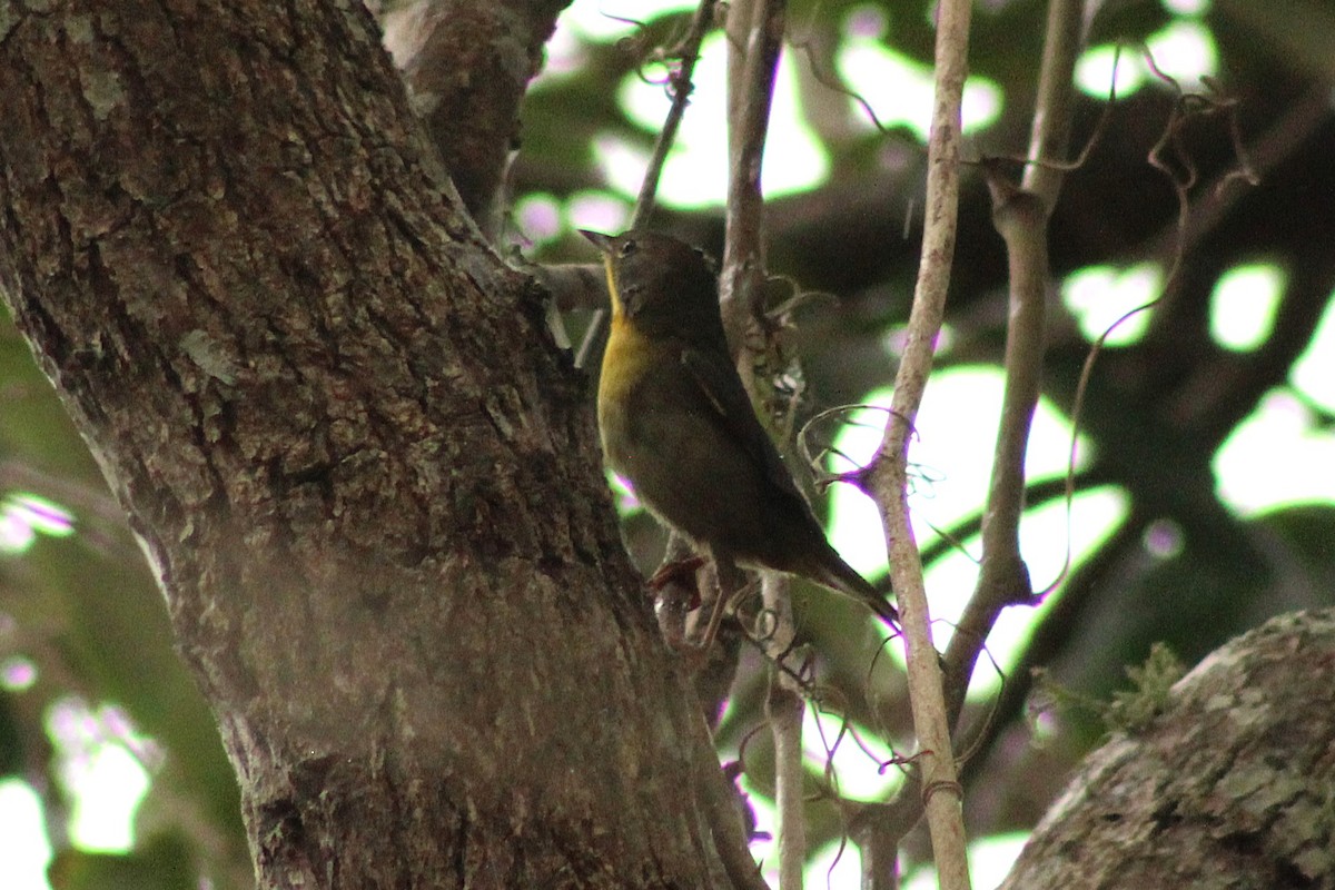 Common Yellowthroat - ML642563673