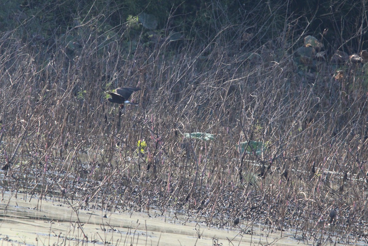 Snail Kite - ML642563683