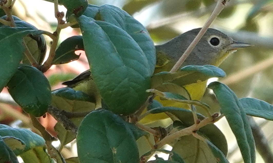 Nashville Warbler - ML642563698