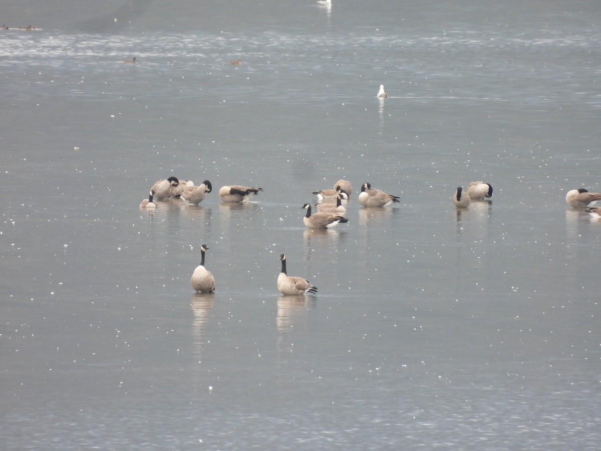 Canada Goose - ML642563700