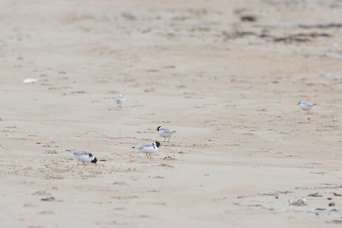 Hooded Plover - ML642563708