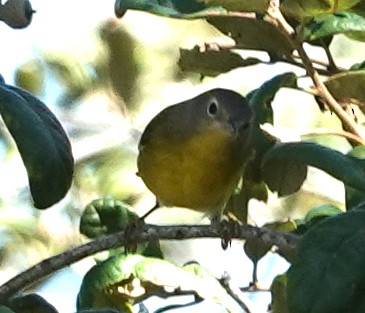 Nashville Warbler - ML642563709