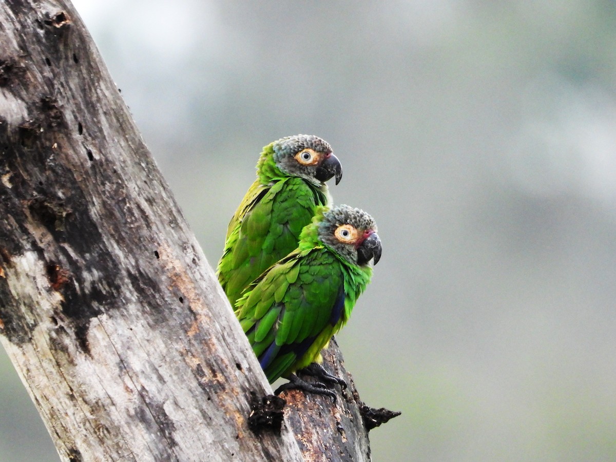 Conure de Weddell - ML642563720