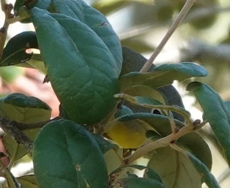 Nashville Warbler - ML642563730