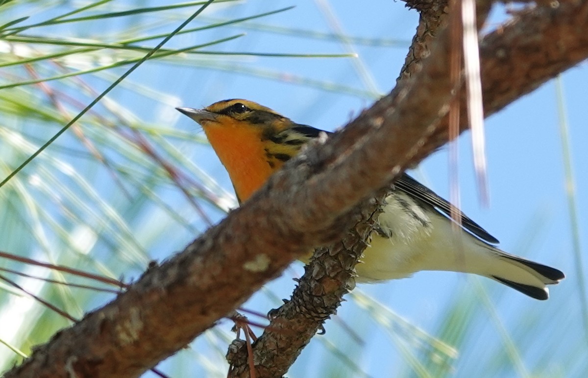 Blackburnian Warbler - ML642563742