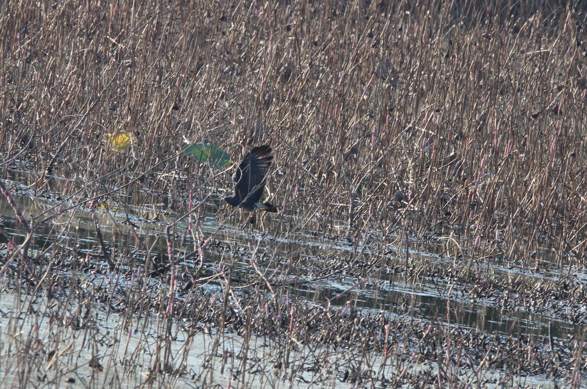 Snail Kite - ML642563751