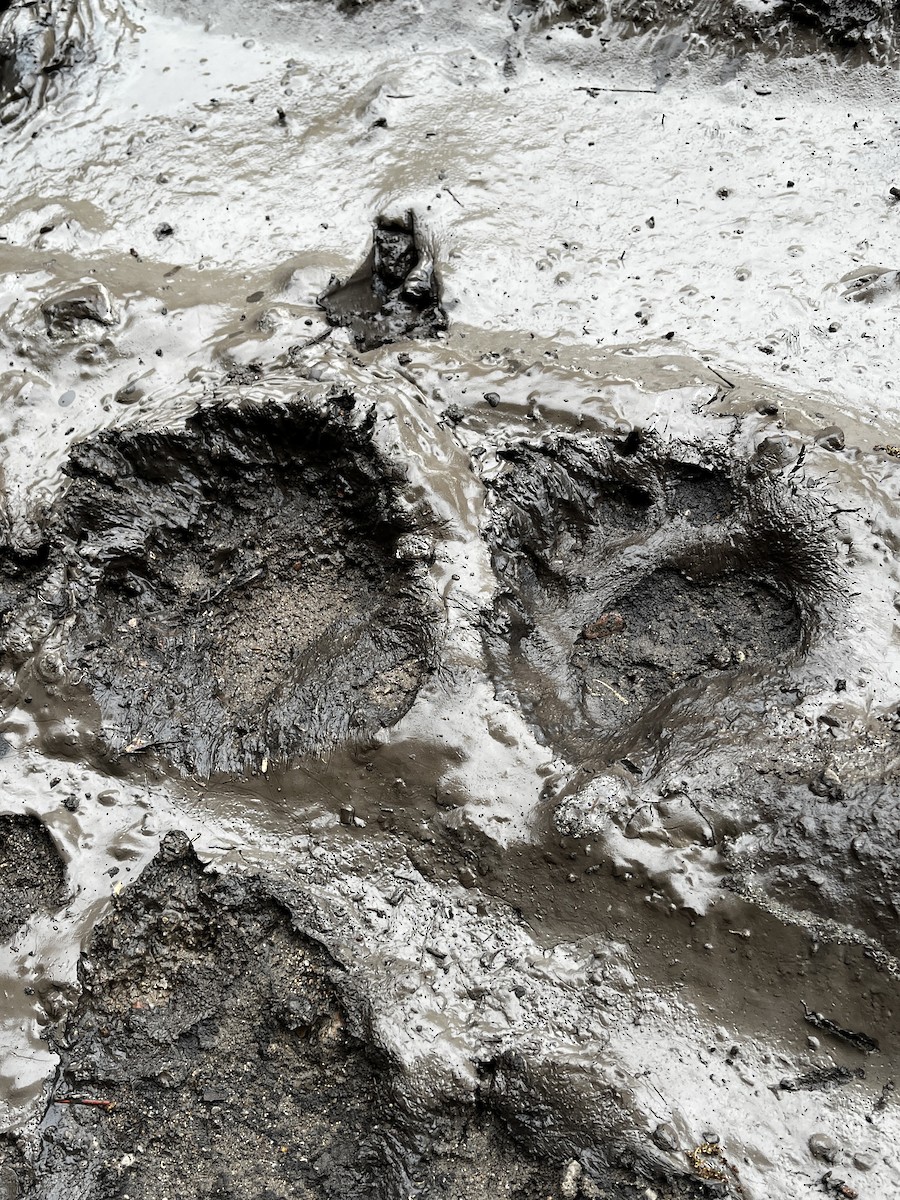 יונקים - ML642563769