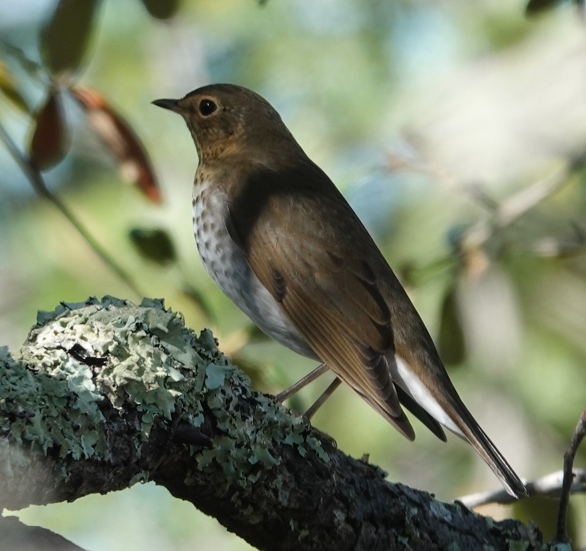 Swainson's Thrush - ML642563776