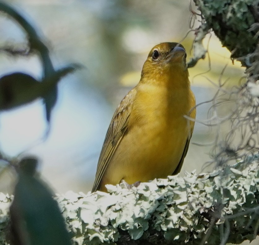 Summer Tanager - ML642563781