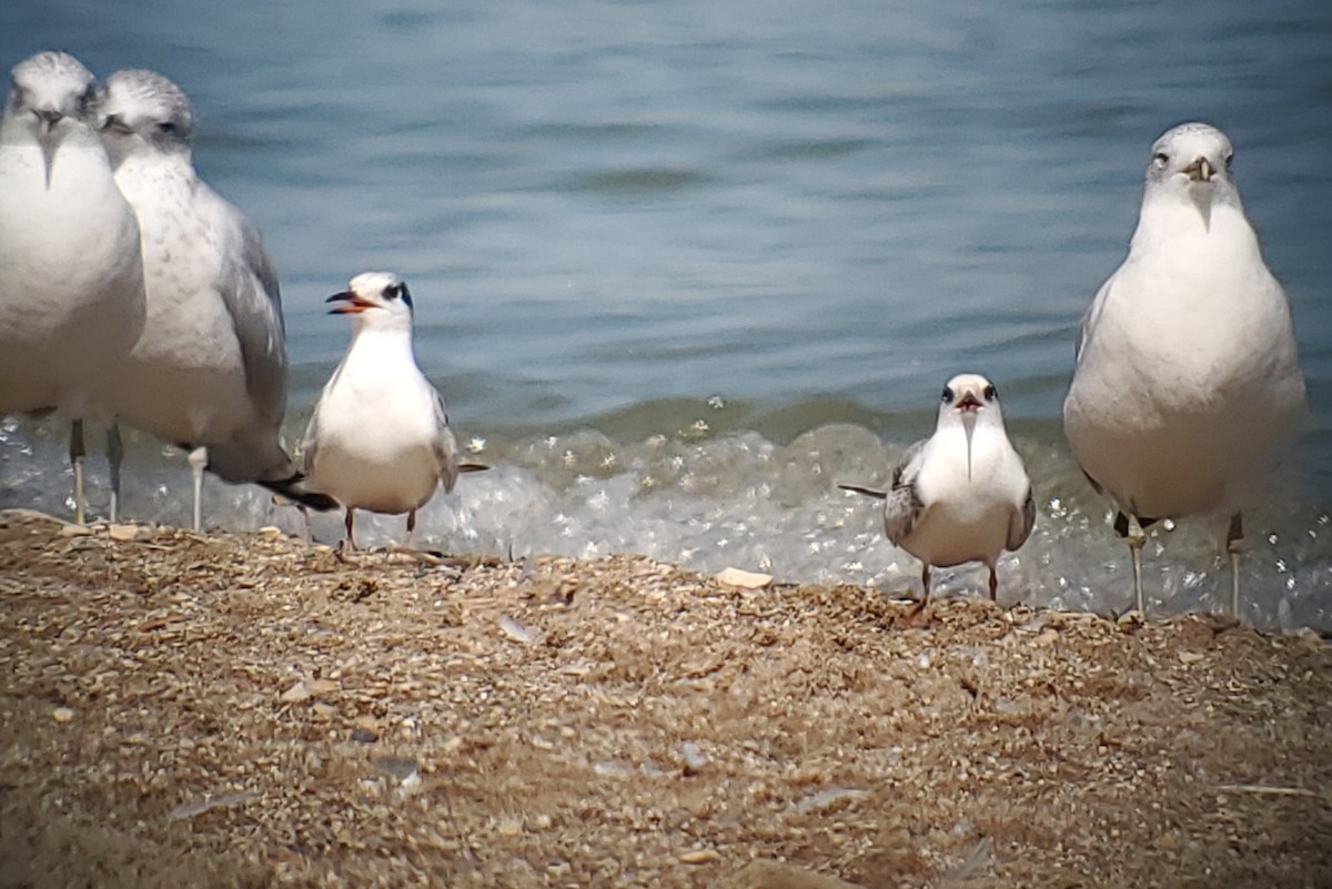 Forster's Tern - ML642563786