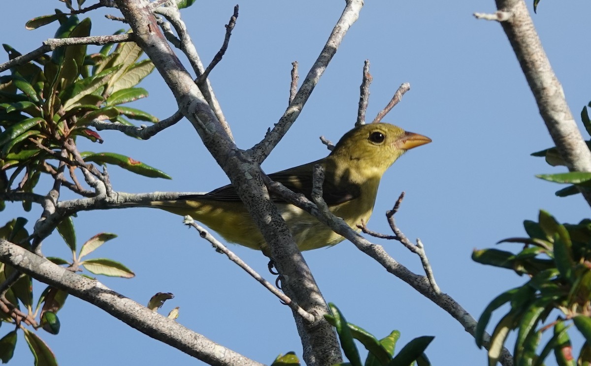 Scarlet Tanager - ML642563791