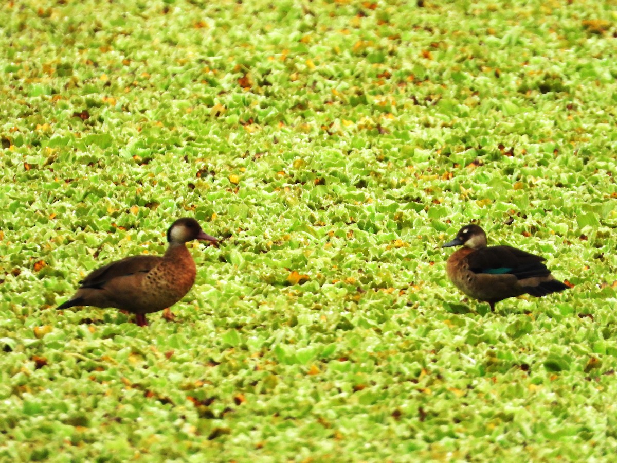 Canard amazonette - ML642563805