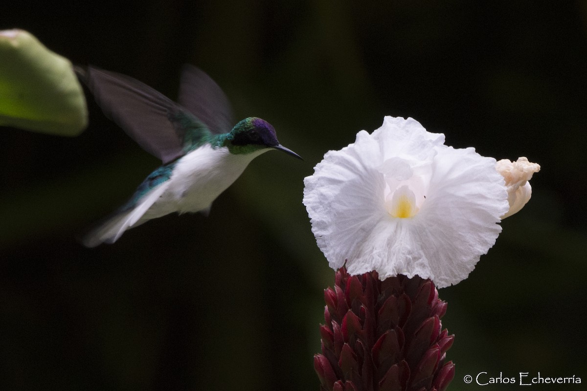 Purple-crowned Fairy - Carlos Echeverría