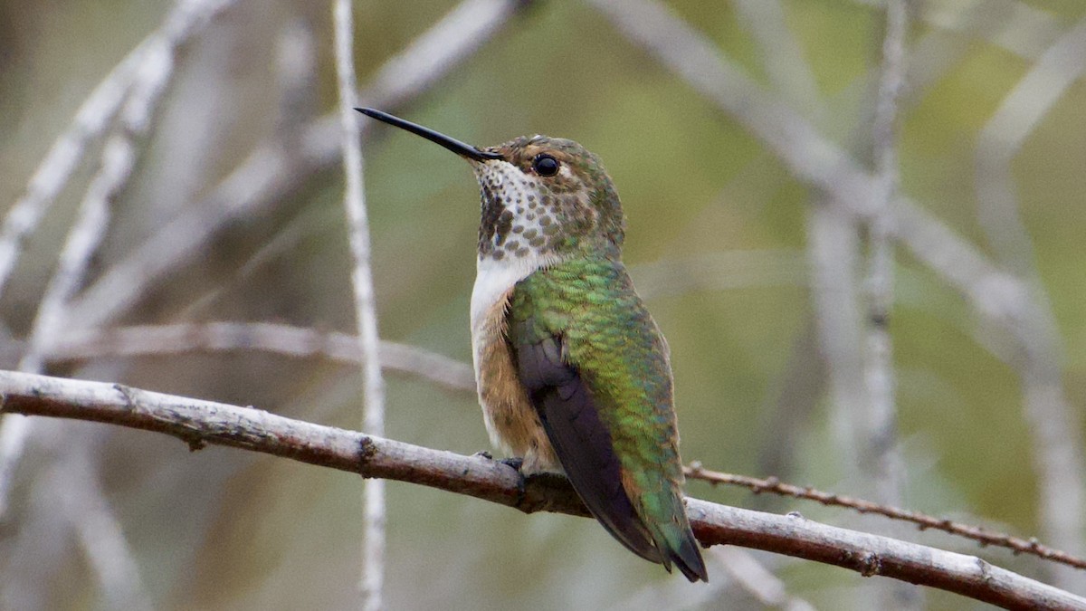 Allen's Hummingbird - ML642563819