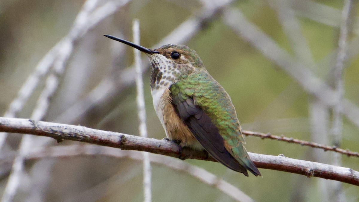 Allen's Hummingbird - ML642563820