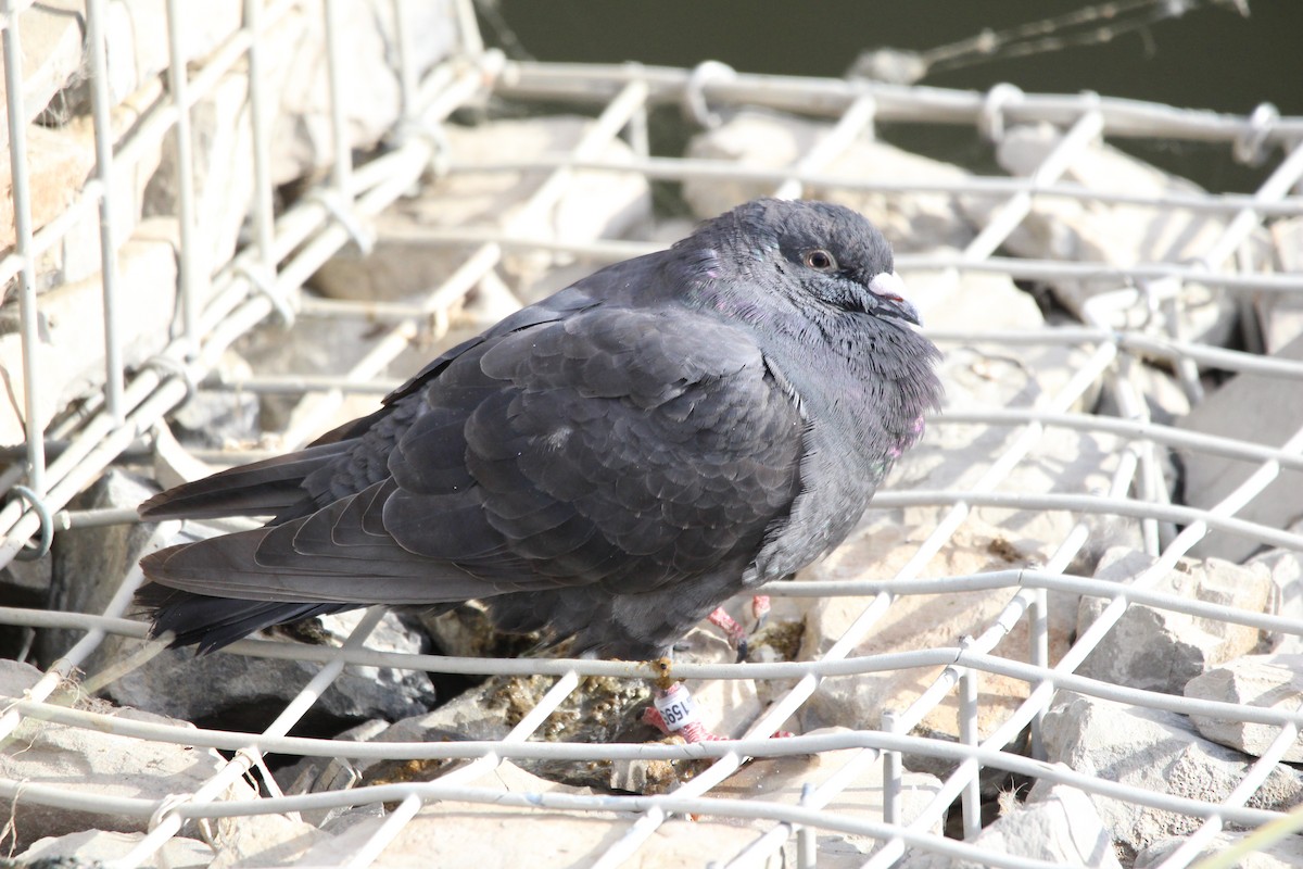 Piccione domestico - ML642563824