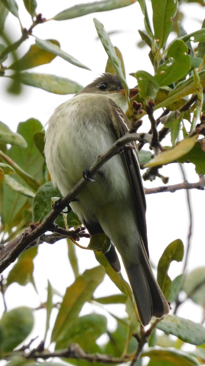 Eastern Wood-Pewee - ML642563854