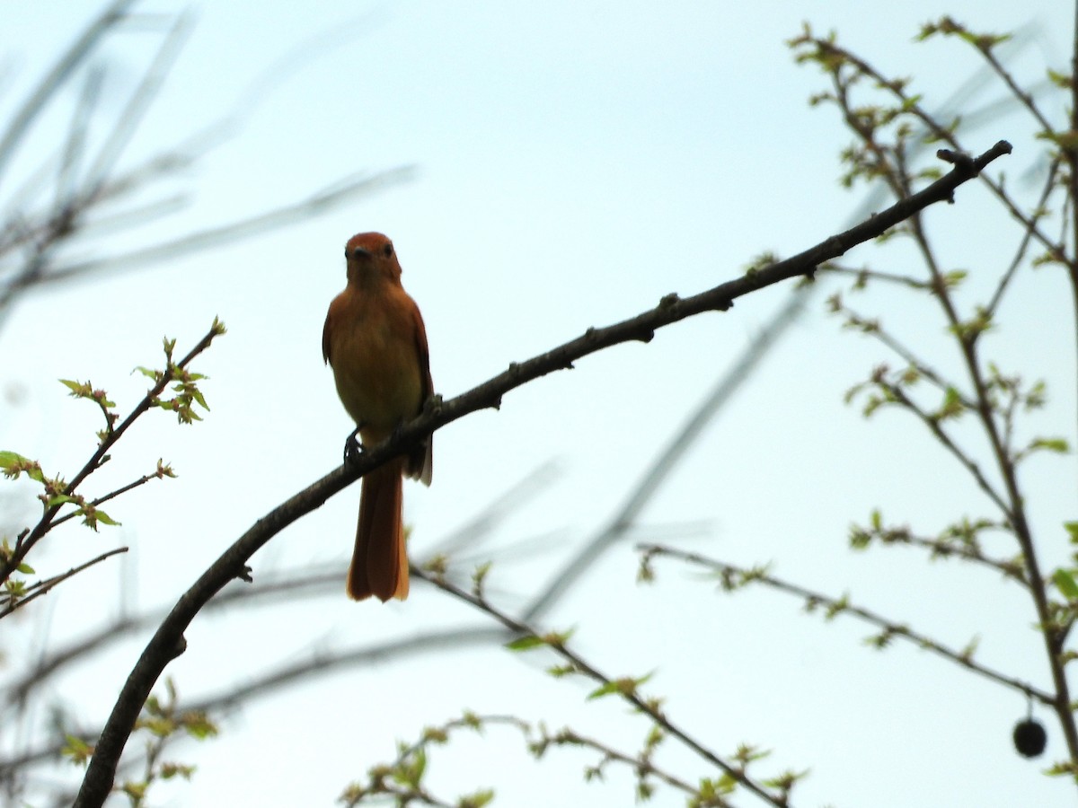 Rufous Casiornis - ML642563861