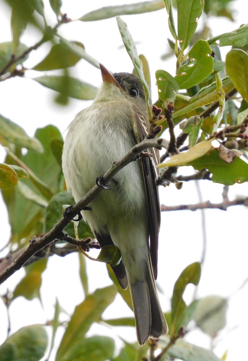 Eastern Wood-Pewee - ML642563862