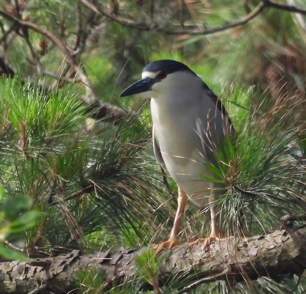 ゴイサギ - ML642563872