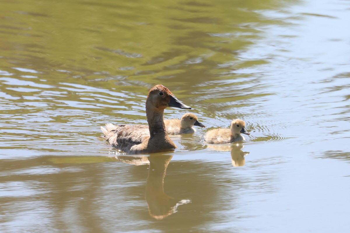Canvasback - ML642563893