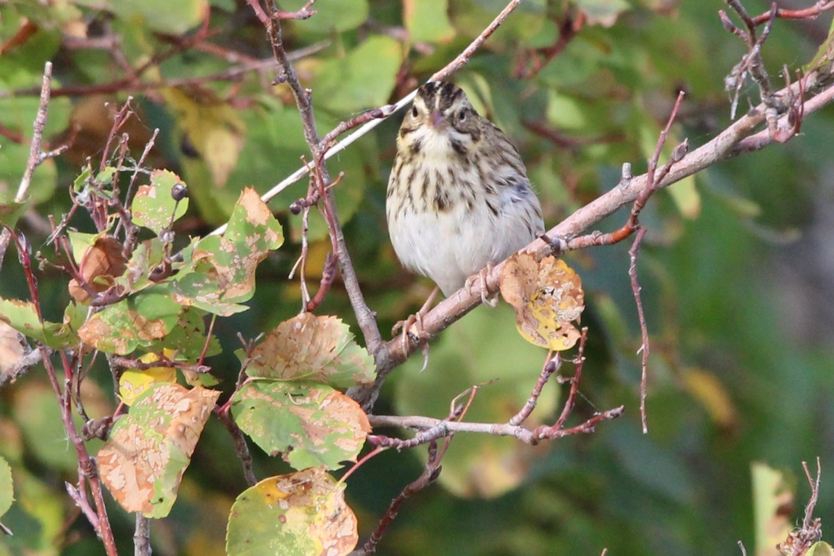 Savannah Sparrow - ML642563897
