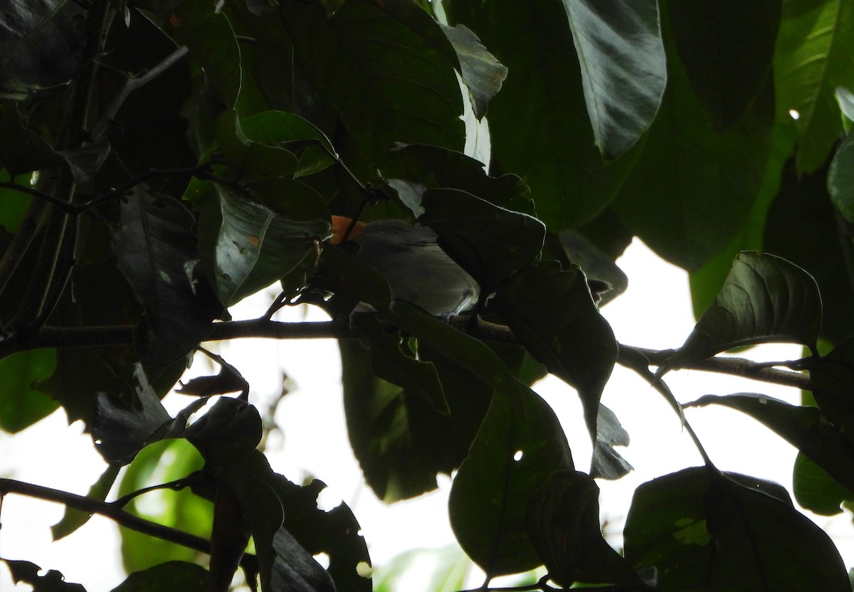 Fulvous-headed Tanager - ML642563899