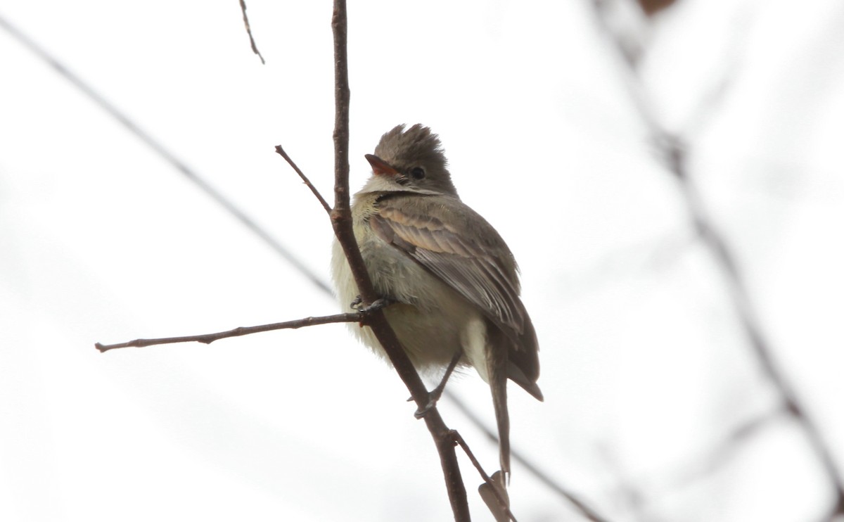 Northern Beardless-Tyrannulet - ML642563905