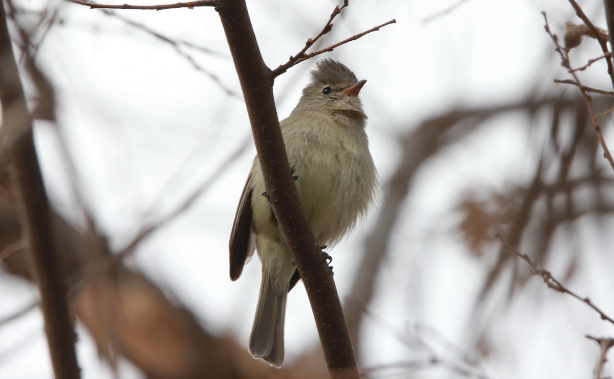 Northern Beardless-Tyrannulet - ML642563906