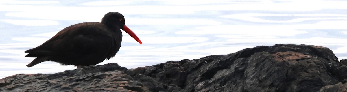 Black Oystercatcher - ML642563974