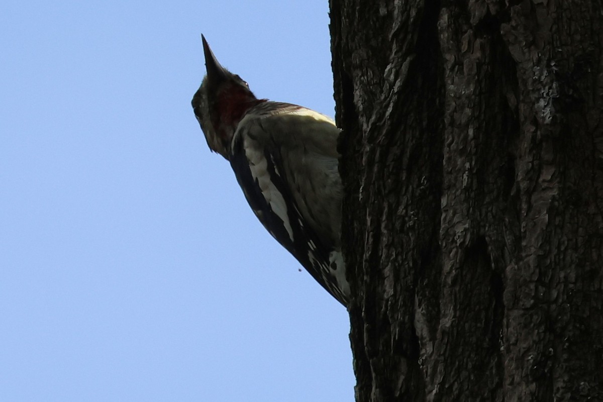 Yellow-bellied Sapsucker - ML642563997