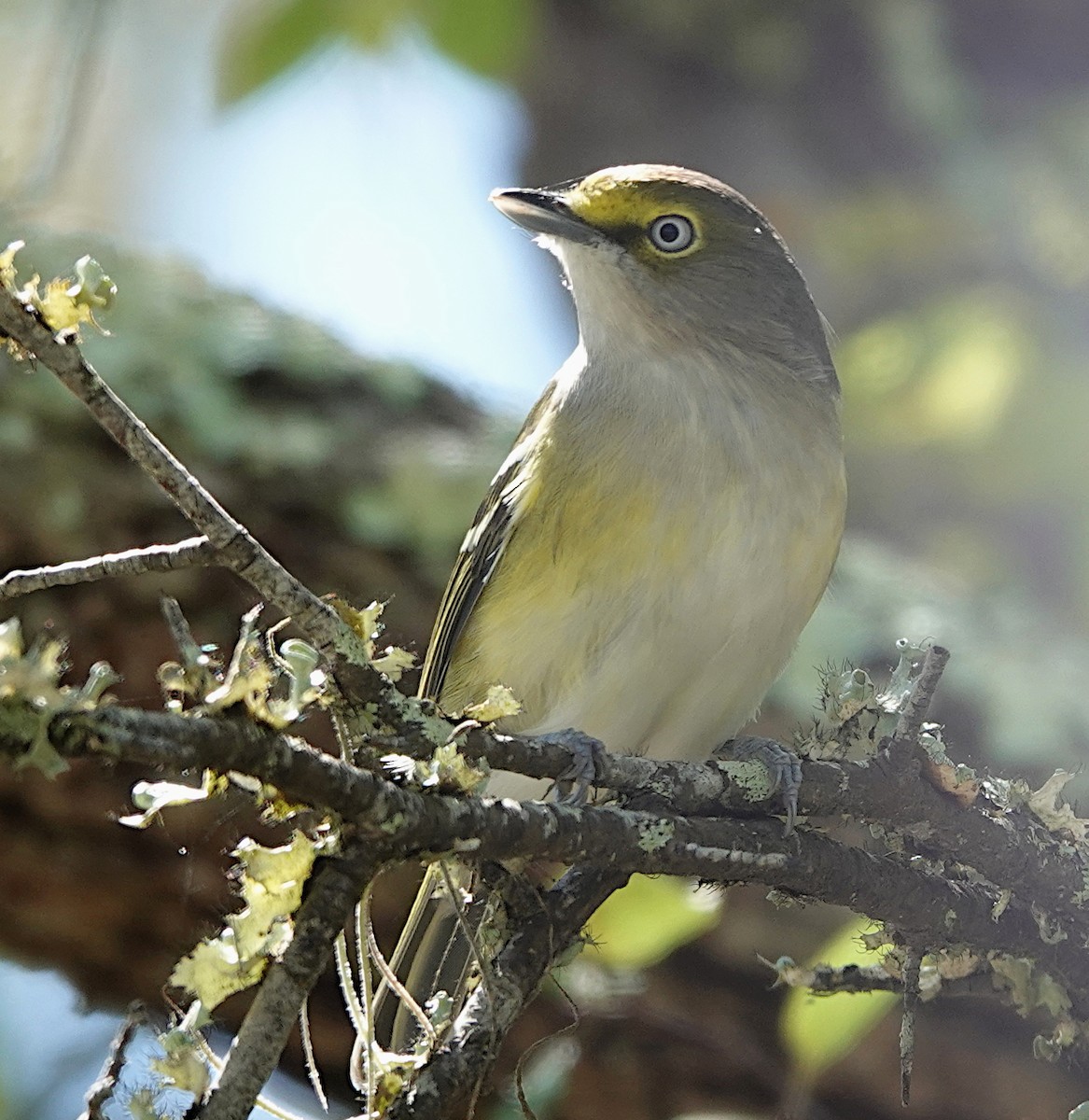 White-eyed Vireo - ML642564018